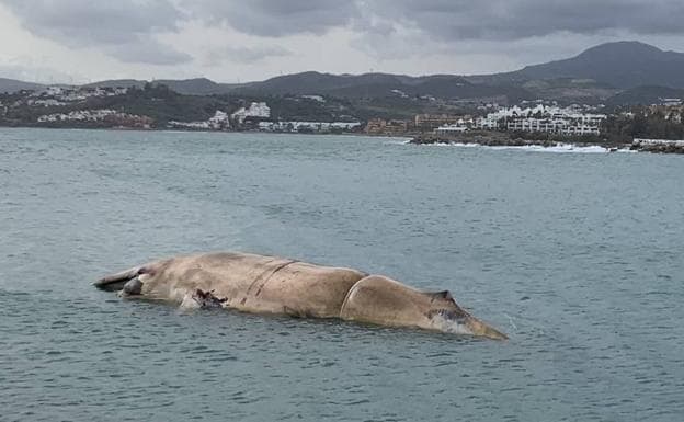 Attempt to remove rotting whale corpse from Estepona shoreline delayed